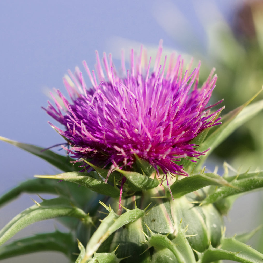 Mono Mariendistel Blüte